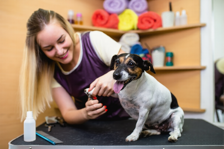 Grooming Tips Every Pet Owner Should Know