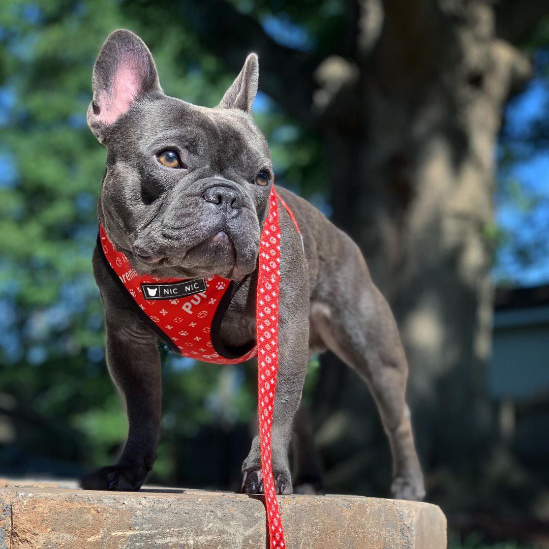 Breathable Mesh Pet Harness With Leash Comfortable Chest Design