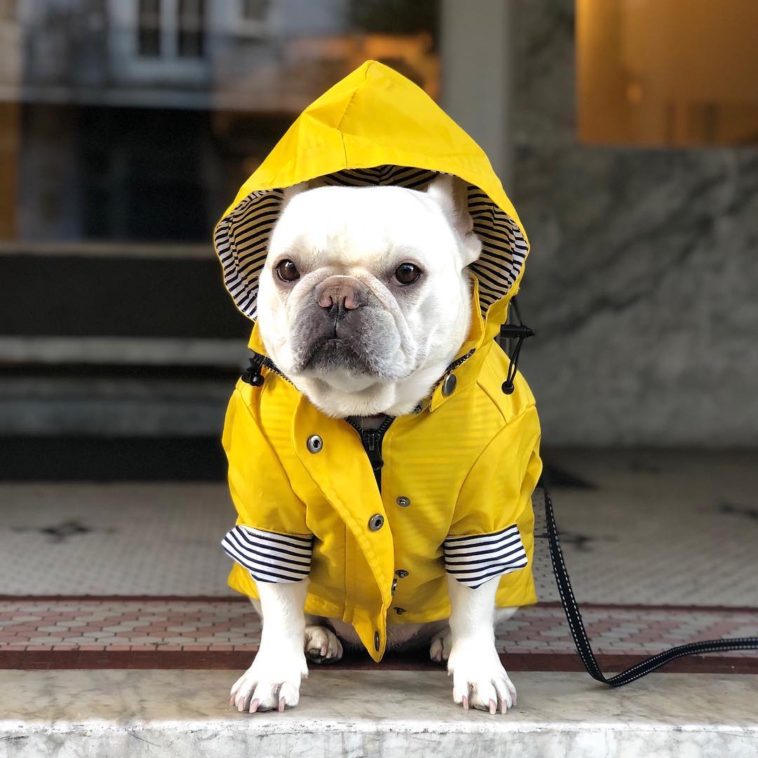 Waterproof Pet Raincoat Durable Lightweight All Weather Protective Wear