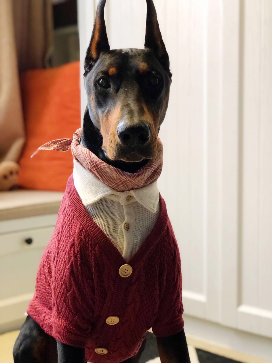 Pet Cardigan Style Two Piece Design Comfortable Stylish Clothing
