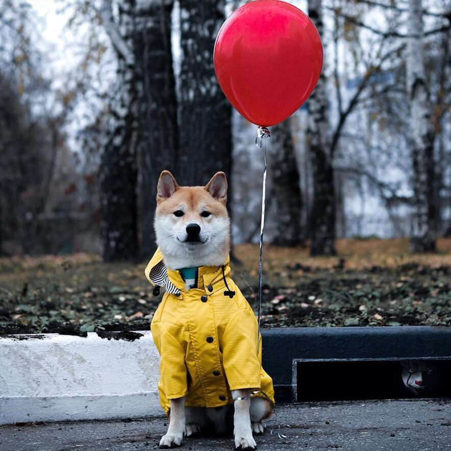 Waterproof Pet Raincoat Durable Lightweight All Weather Protective Wear