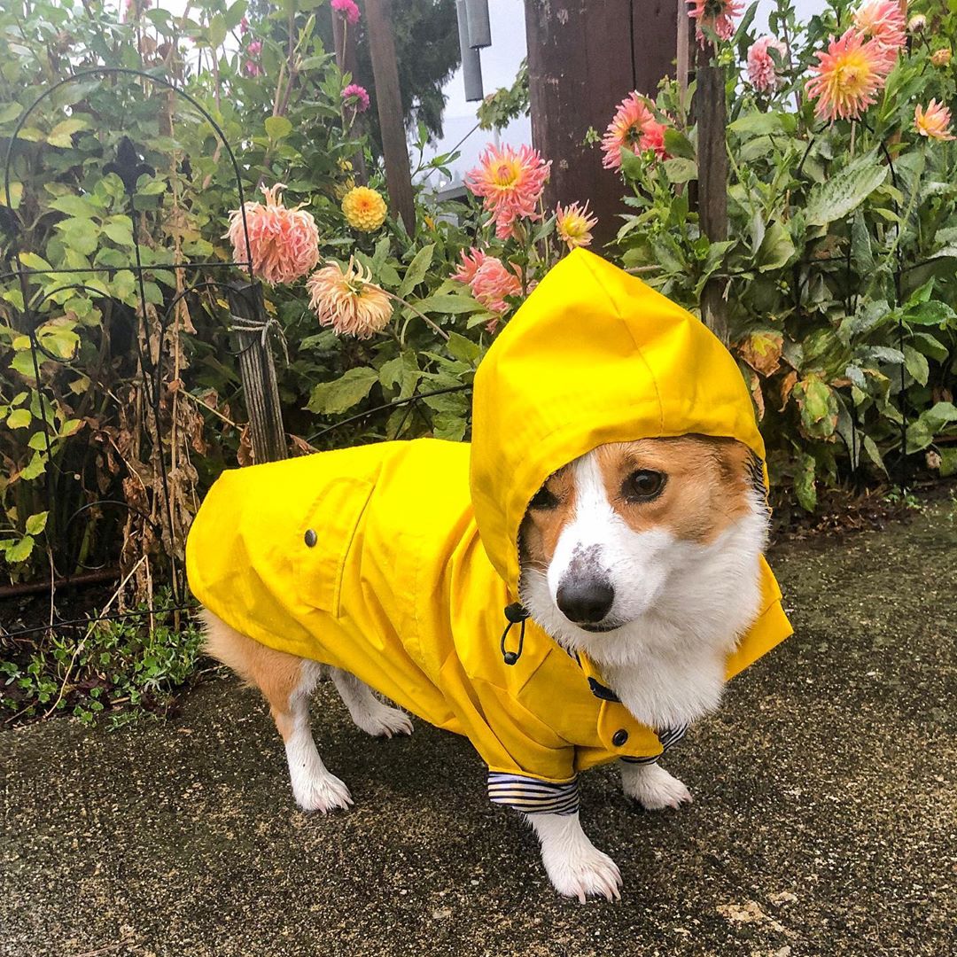 Waterproof Pet Raincoat Durable Lightweight All Weather Protective Wear