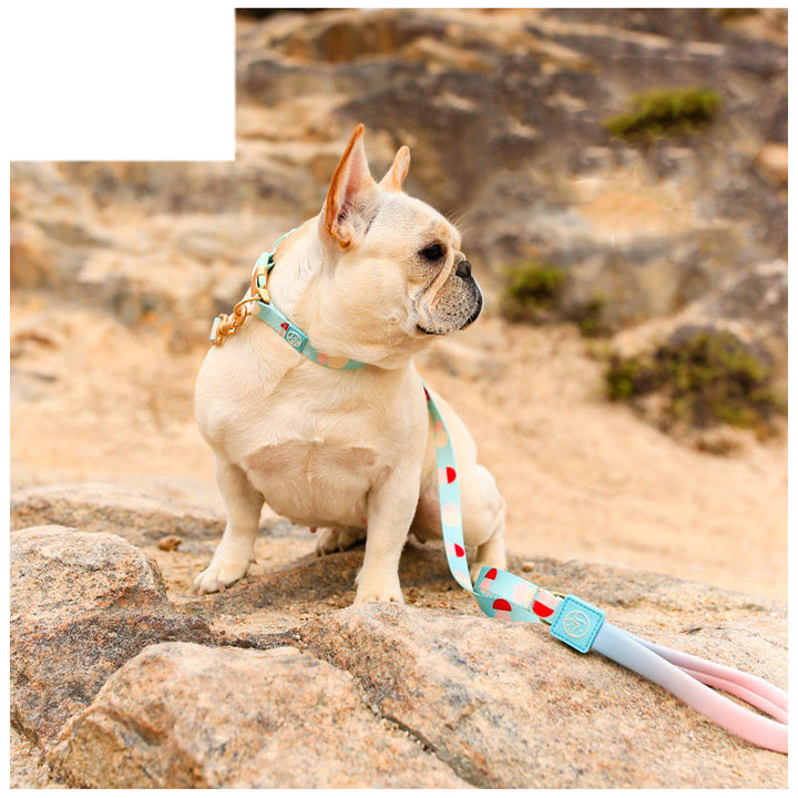 Fashionable Y Shaped Pet Harness With Leash Set