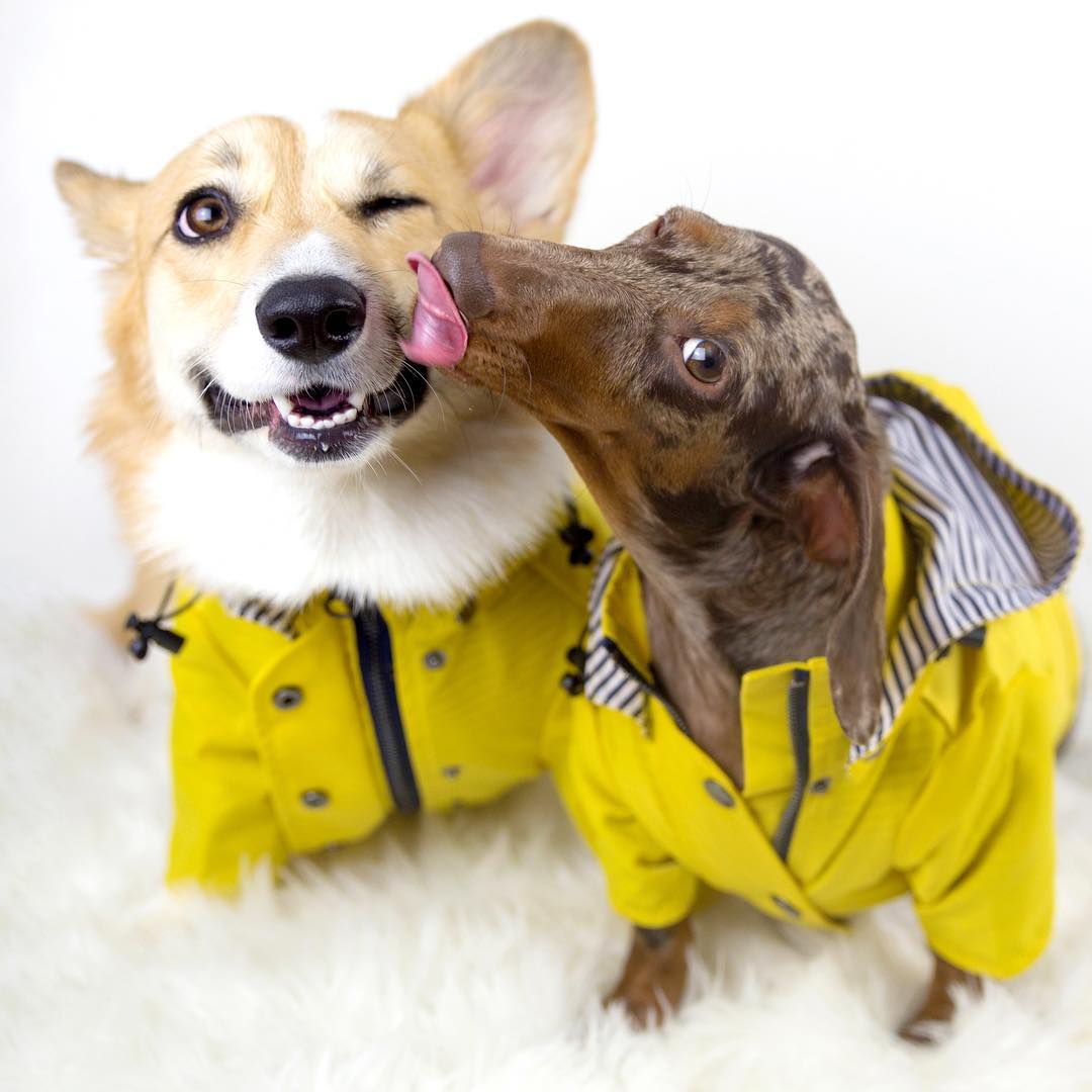 Waterproof Pet Raincoat Durable Lightweight All Weather Protective Wear