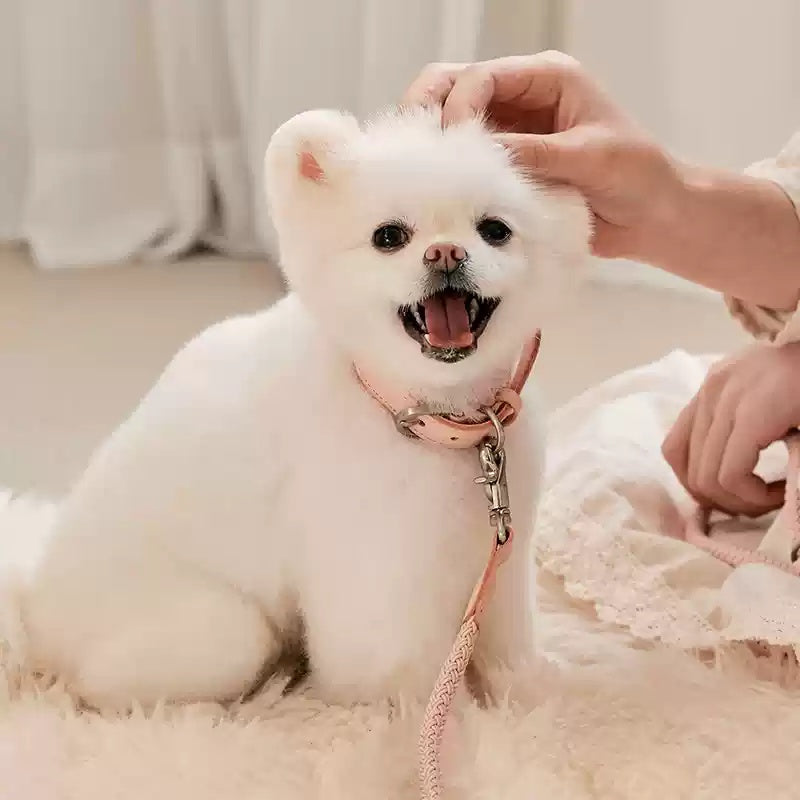 Leather Pet Collar With Handheld Rope Leash Set