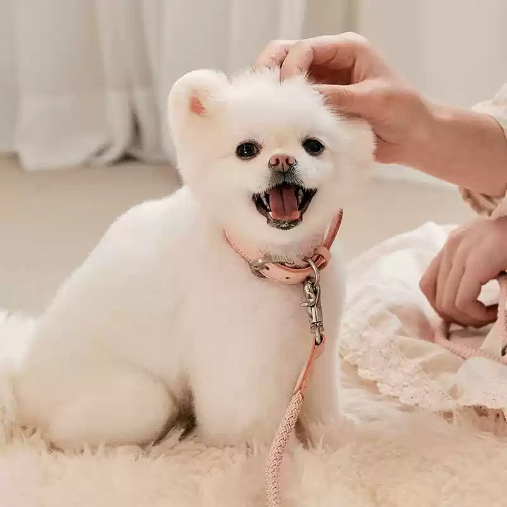 Leather Pet Collar With Handheld Rope Leash Set