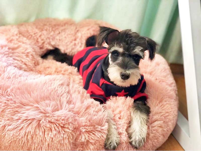 Autumn Winter Thick Plush Round Pet Bed For Deep Sleep