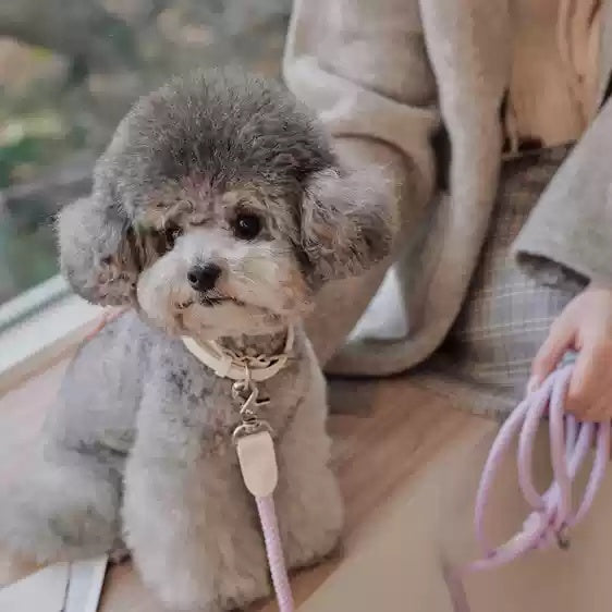 Leather Pet Collar With Handheld Rope Leash Set