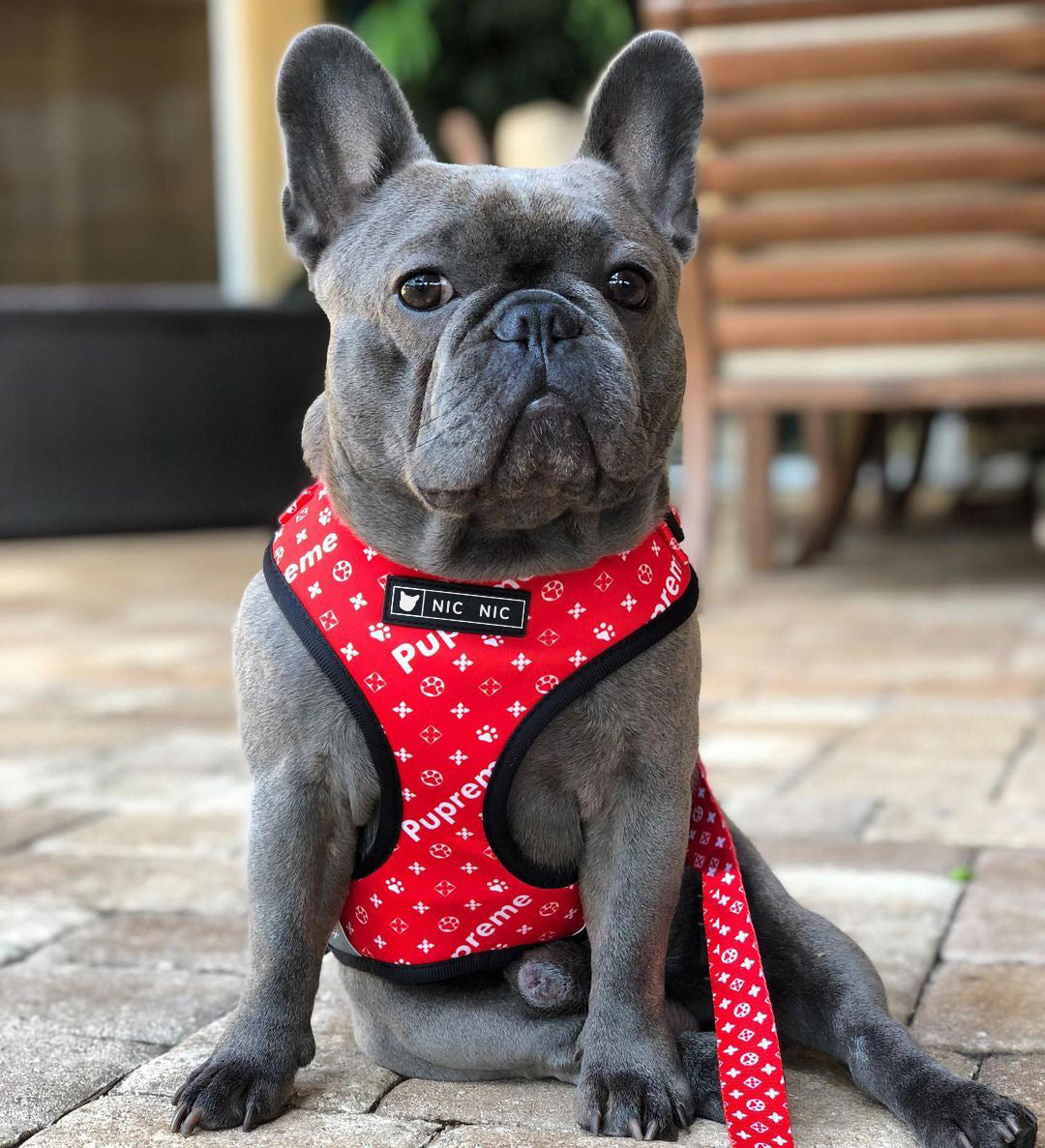 Breathable Mesh Pet Harness With Leash Comfortable Chest Design