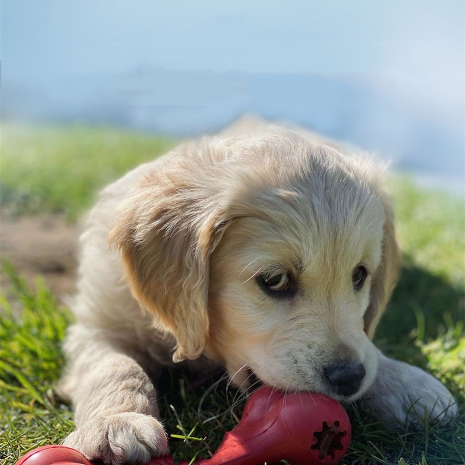Bite Resistant Rubber Pet Toy For Teeth Grinding