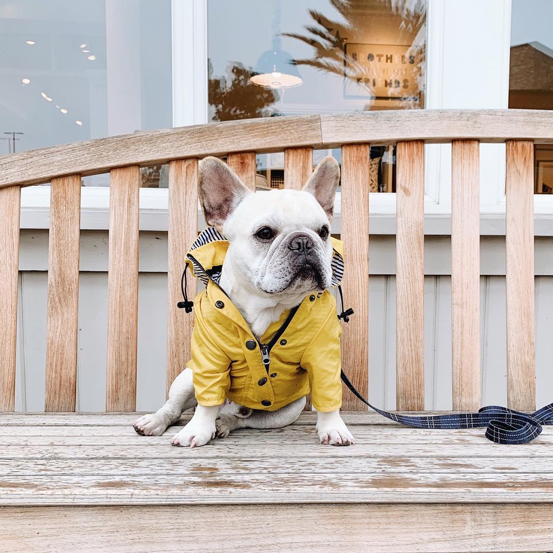 Waterproof Pet Raincoat Durable Lightweight All Weather Protective Wear