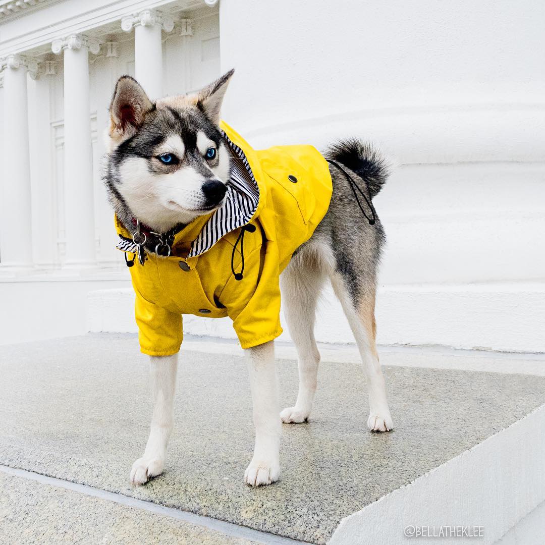 Waterproof Pet Raincoat Durable Lightweight All Weather Protective Wear