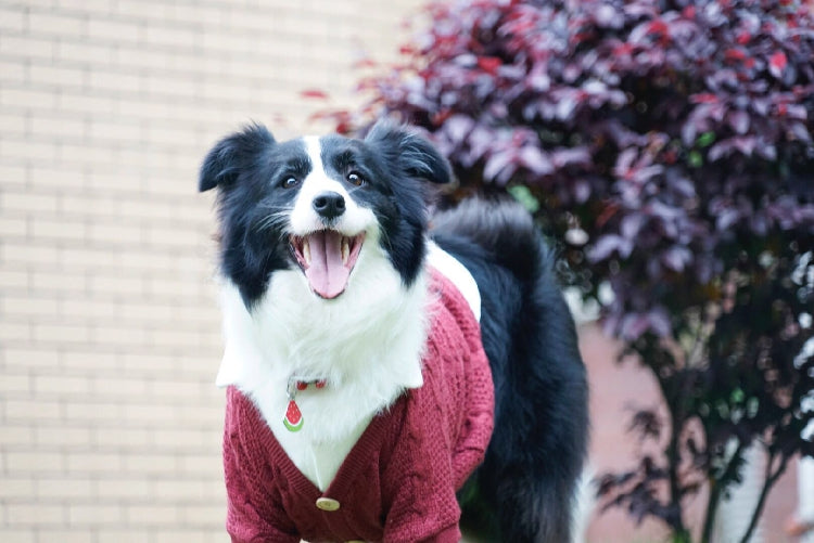 Pet Cardigan Style Two Piece Design Comfortable Stylish Clothing
