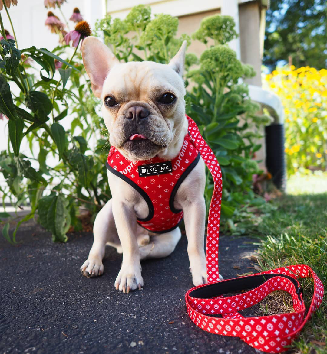 Breathable Mesh Pet Harness With Leash Comfortable Chest Design