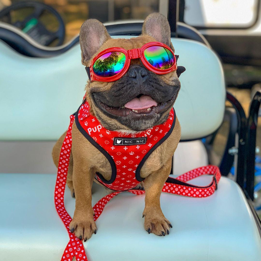 Breathable Mesh Pet Harness With Leash Comfortable Chest Design