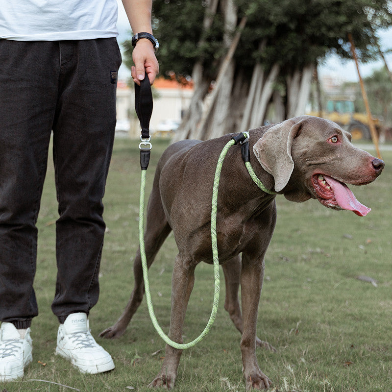 Fashionable Pet Leash Durable Strong Secure Anti Pull Design