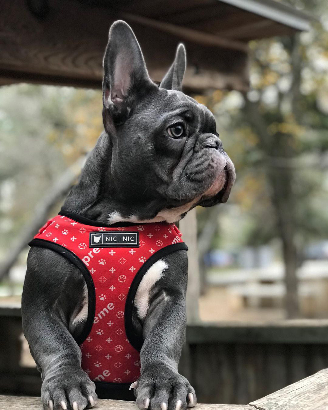 Breathable Mesh Pet Harness With Leash Comfortable Chest Design